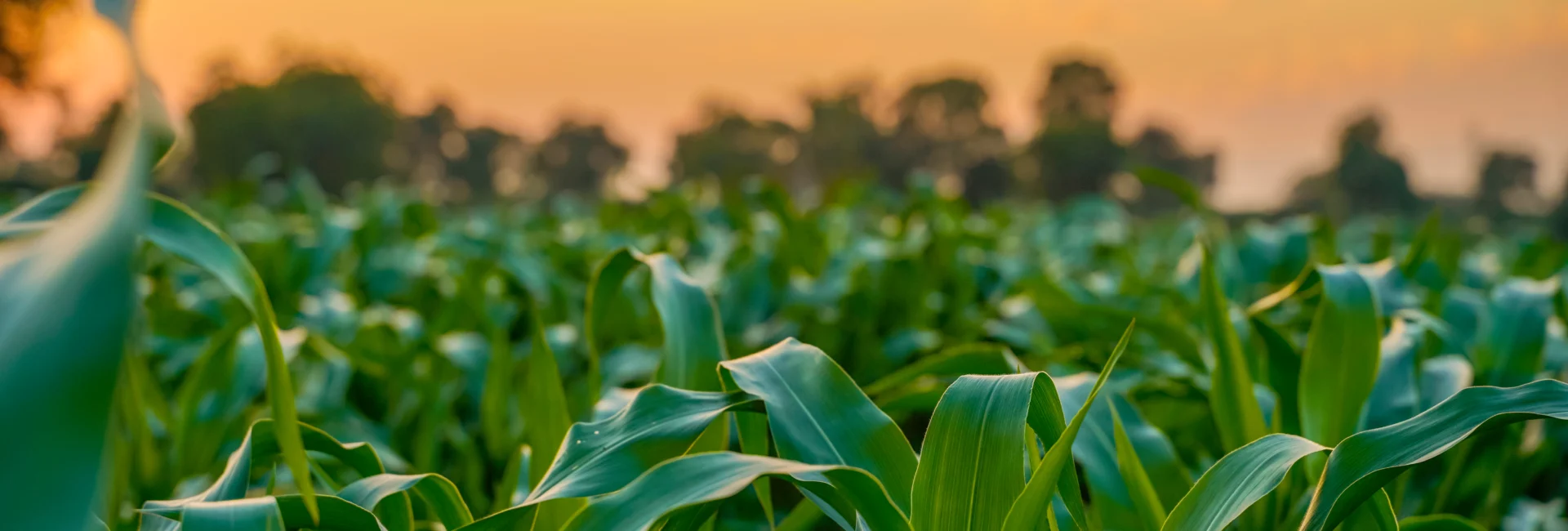 Green sorghum agriculture field with sky background.